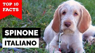 Spinone Italiano  Top 10 Facts [upl. by Dalila]