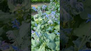 Our Borage patch [upl. by Bili507]