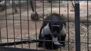 Erster Roloway Meerkatzen Nachwuchs im Zoo Duisburg [upl. by Catton823]