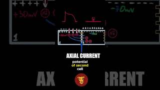 AXIAL CURRENT in cardiomyocytes [upl. by Zalucki]