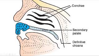 EMBRYOLOGY OF THE NOSE AND THE PARANASAL SINUSES [upl. by Garris104]