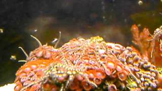 Micro brittle star reproduction [upl. by Hugon]