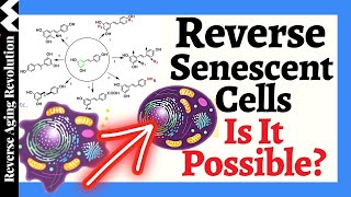 REVERSE Senescent Cells amp RENEW Proliferation With Resveralogues [upl. by Arym]