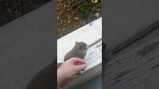 STROKING FRIENDLY SQUIRREL [upl. by Felicie487]