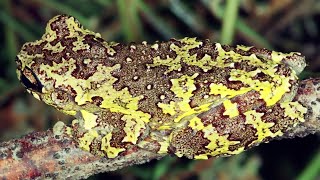 Coaxar da perereca do planalto Dendropsophus nahdereri Rainforest calling frog [upl. by Anicnarf]