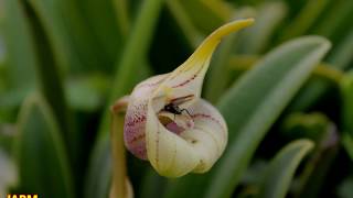 Como cultivar masdevallia coriacea [upl. by Elayne986]