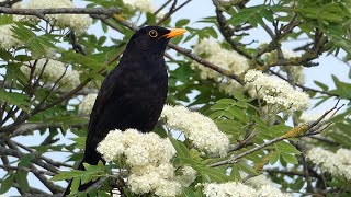 Bird Watching in a UK Garden April [upl. by Almeda]