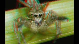 3D Anaglyph of Insects [upl. by Erdied]