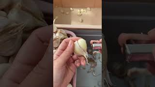 Garlic peeling tool satisfying farming [upl. by Novia]