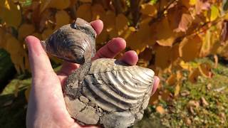 Late Cretaceous Fossil Bivalve Inoceramus vancouverensis Hornby Island [upl. by Ailefo547]