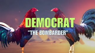 DEMOCRAT GAMEFOWL BLOODLINE Fighting Style and History [upl. by Brahear631]