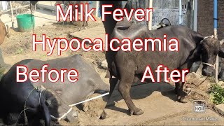 Hypocalcemia in buffalo  Milk Fever in cow  Parturient Paresis in cow [upl. by Chastity673]