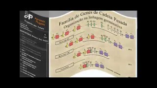 Amostra da aula 10 de IMUNOLOGIA  Genética das Imunoglobulinas 2 [upl. by Akapol]