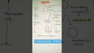 Oogenesis diagram flowchart  biology zoology shortsfeed shorts ytshorts viral trending [upl. by Emmanuel]