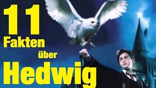 11 FAKTEN über HEDWIG [upl. by Nyrhtak733]