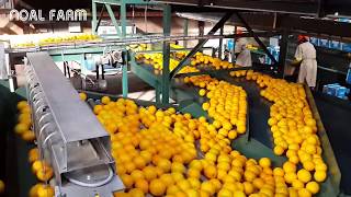 Amazing Food Processing Machine  Oranges Grapefruit processing line Technology [upl. by Volny]