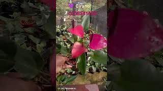 💜️ Cirano Rs 2000 anthurium plants everyone [upl. by Elad191]