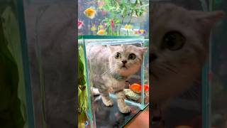 Setting Up Aquarium Fish Tank For Cats To Crawl In Setup Bể Cá Thủy Cung Cho Mèo Chui bettasales [upl. by Lemaceon]