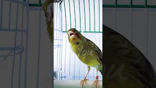 S43 • Green canary encelate song  Canario cantando encelado [upl. by Ekard]