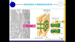 Temp1 Cap4 Epi3 Uniones intercelulares y membrana basal [upl. by Henka]