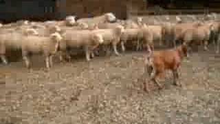 Boerboel and sheep [upl. by Lipcombe]