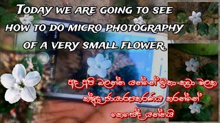 Micro Photography of a very small flower Using iphone 6s Lk Micro [upl. by Leoine]