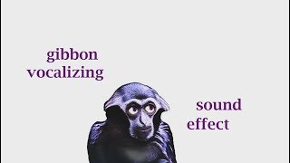 The Animal Sounds  Gibbon Monkey Sounds  Sound Effect  Animation [upl. by Ziguard768]