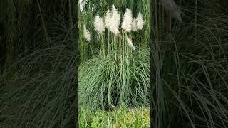 Cortaderia selloana commonly known as the pampas grass floweringplant naturesbeauty [upl. by Annice]