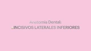 INCISIVOS LATERALES INFERIORES  ANATOMÍA SEGUNDA DENTICIÓN [upl. by Daveta481]