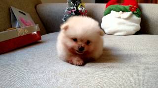 Pomeranian puppies are so cute [upl. by Thaddus871]