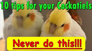 Ten tips that never do with a Cockatiel bird cockatiel parrot pet cockatoo cute birdlove [upl. by Billie949]