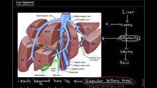 3 Minute Anatomy Liver Segments Part 1 [upl. by Siwel124]