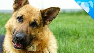 German Shepherd Facts [upl. by Camroc]