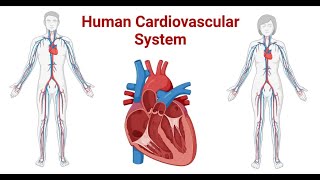 Understanding Cardiovascular and Respiratory Physiology 4 Minutes [upl. by Hadwyn321]