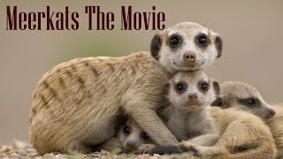 Meerkats  The Movie [upl. by Euqirne]