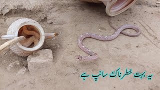 یہ خطرناک سانپ کون سا ہے کوئی جانتا ہے تو کمنٹ میں ضرور بتائیں  King Cobra Nag 😱🙏👍 [upl. by Ramad559]