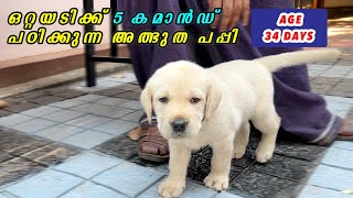 ഒരുദിവസം 5 കമാൻഡ് പഠിക്കുന്ന അത്ഭുത പപ്പി  puppy training 4 commands in a row  Life of Fairy [upl. by Nilsoj307]