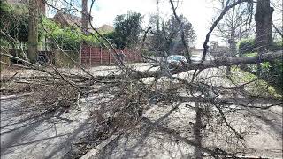 Storm Eunice UK  Tree Falling down on camera Blocking road Camberley [upl. by Alehs184]