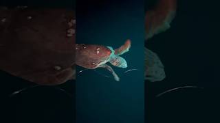 Lovely Loggerheads Offshore florida fishing turtle ocean viral shorts [upl. by Julis]