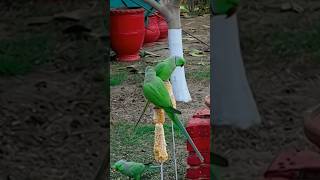 Parakeets Melody  Parrots Sound [upl. by Raquela]