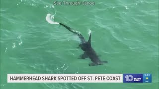 Hammerhead shark spotted off coast of St Petersburg Florida [upl. by Deina]