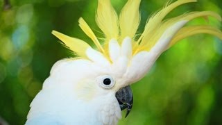 How to Take Care of a Cockatoo  Pet Bird [upl. by Keifer]