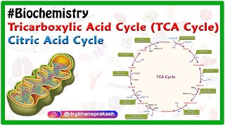 Tricarboxylic acid cycle  TCA Cycle   Citric acid cycle Animation [upl. by Hahcim874]