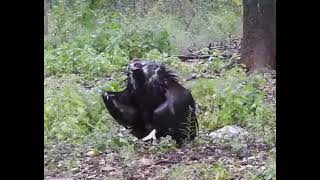 Cinereous Vulture Aegypius monachus [upl. by Nuahsyar94]