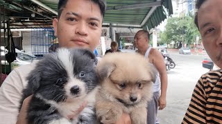 GOLDEN CHOW CHOW SA ARRANQUE PET MARKET INAHAN NYO NA [upl. by Ericksen]