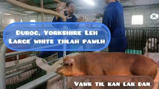 Duroc  LYD piglet vawk nâ kan zai CB Piggery Farm [upl. by Acim347]