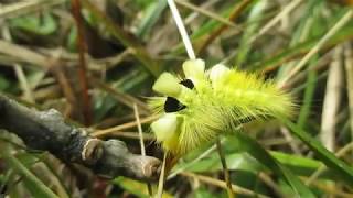 Pale Tussock Moth Meriansborstel caterpillar  Calliteara Pudibunda [upl. by Schwing573]