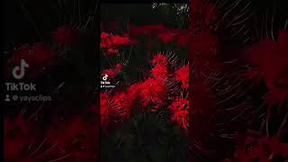 Lycoris plant nature flower plant beautiful [upl. by Adnamahs]