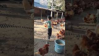 Rural children novice chicken farmers rural freerange chickens freerange chickens 178 [upl. by Hairahs]