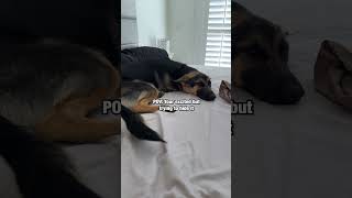 German Shepherd Tries To Hide Excitement dog [upl. by Animrelliug908]